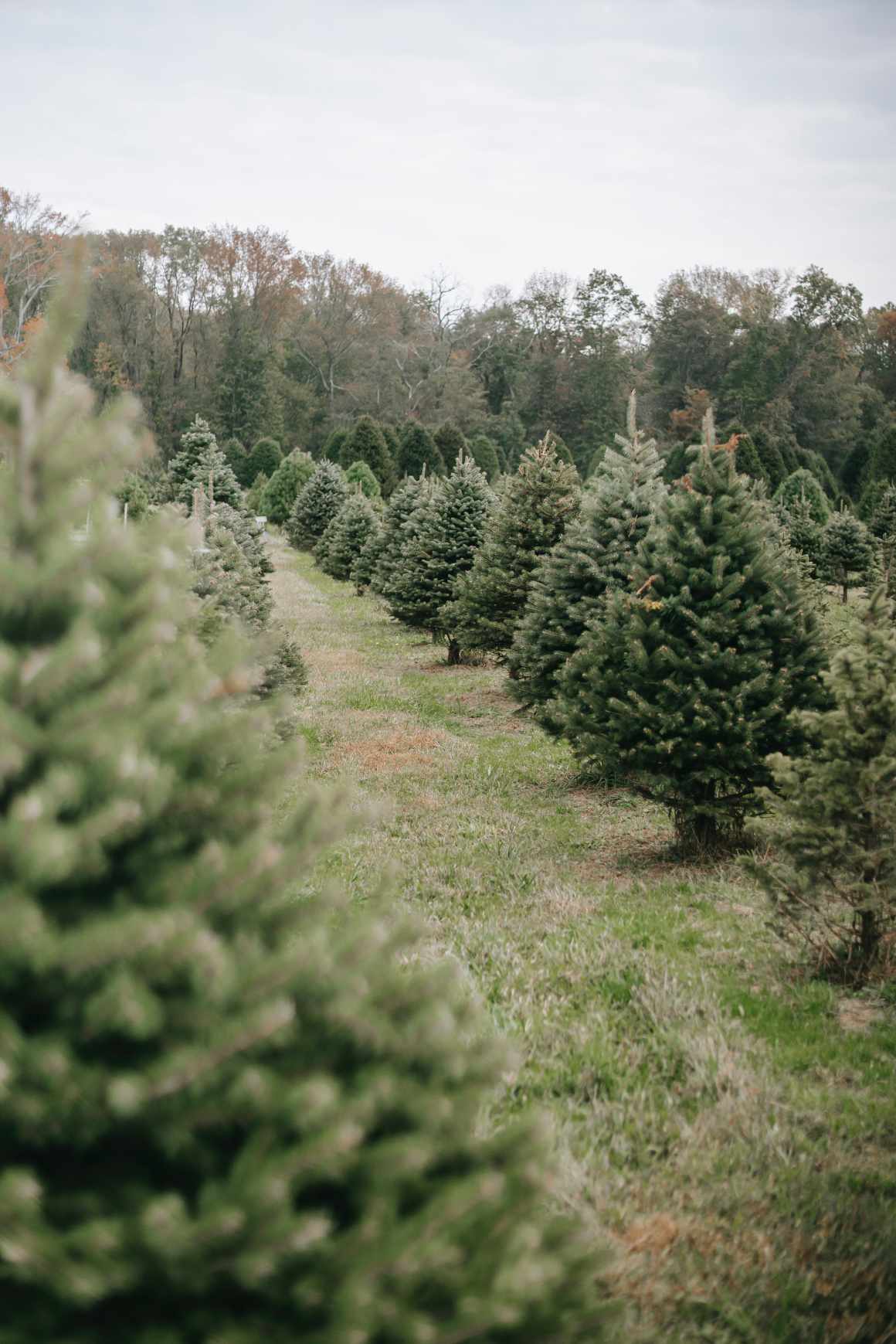 Valstybinių miškų urėdija pasiruošė šventėms – pradedama prekyba Kalėdų eglutėmis