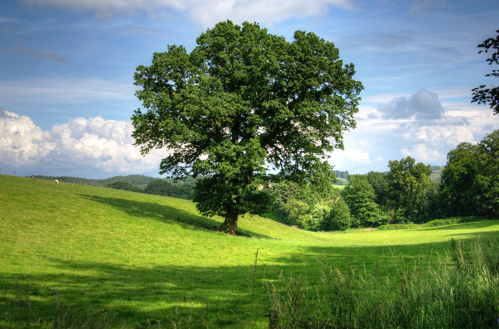Ar žinojote, kad kiekviena JAV valstija turi oficialų savo medį?