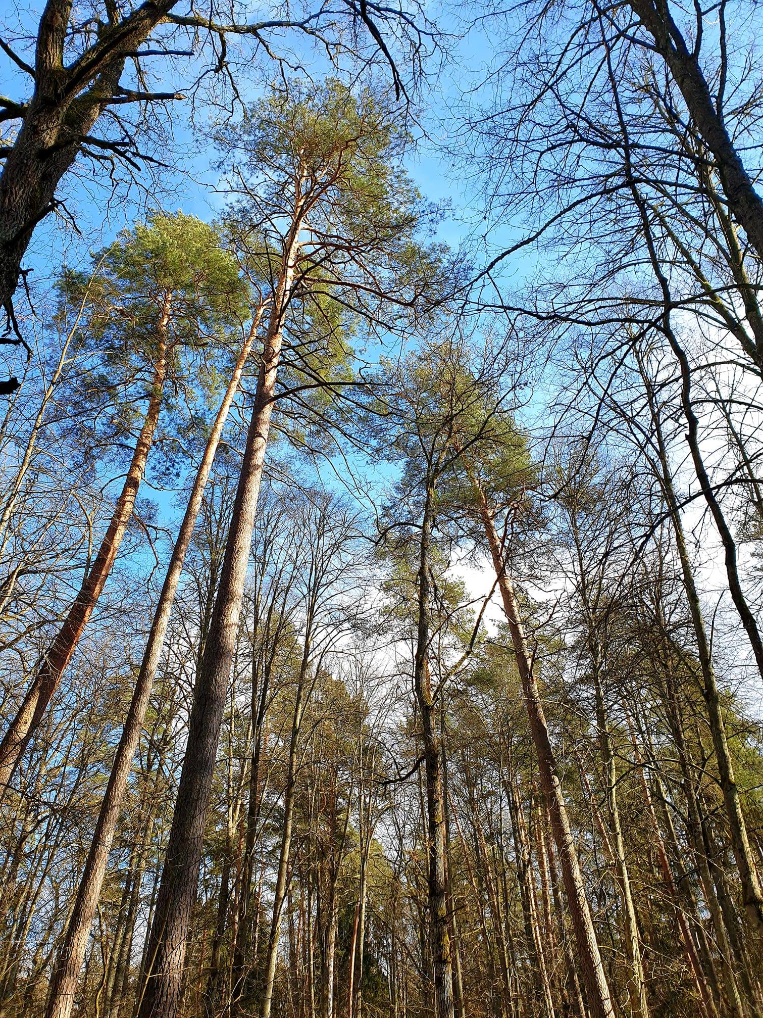 Šie požymiai išduoda, kad miškui iškilusi grėsmė: štai ką turime žinoti