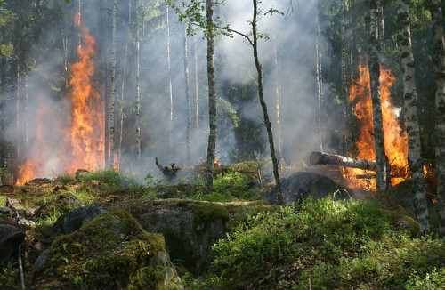 Miškininkų ir ugniagesių bendradarbiavimas padės apsaugoti miškus