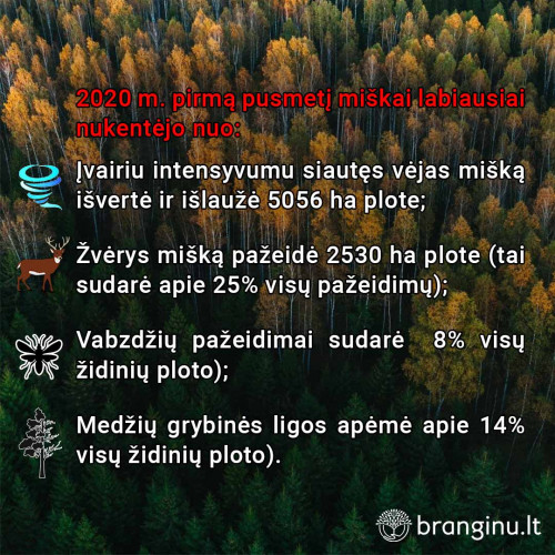 2020 m. pirmą pusmetį Lietuvos miškams daugiausia žalos pridarė vėjas