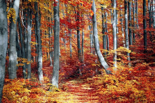 Kodėl medžių labai rudenį pakeičia spalvą?