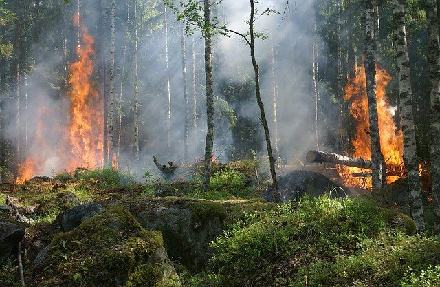 Miškininkai skelbia: baigėsi miško gaisrų sezonas, prevencijai šiais metais naudoti ir dronai