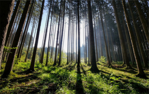 Miškų valdymo standartas užtikrins geresnę miškų apsaugą