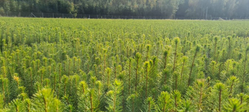 Valstybinių miškų urėdija kviečia įsigyti sodmenų 2021-iesiems: patarė, kaip sodinti