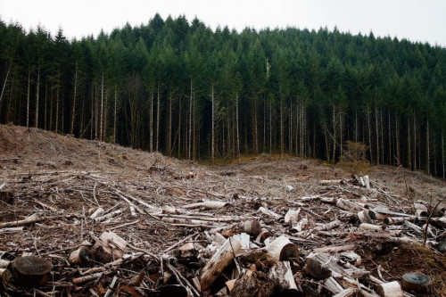 Įmonės superka miškus - kam jie panaudojami po supirkimo?