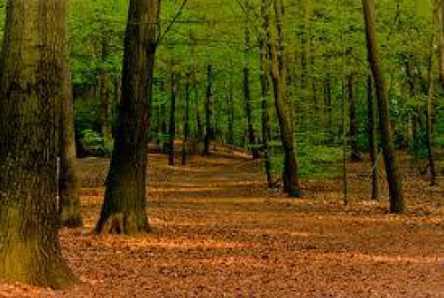 Neplynų pagrindinių miško kirtimų ypatumai skirtingų miškų grupių medynuose