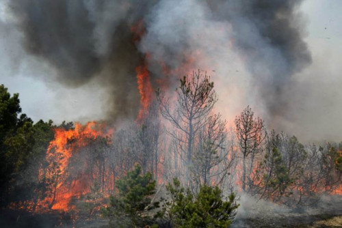 6 būdai, kaip apsaugoti mišką nuo gaisro
