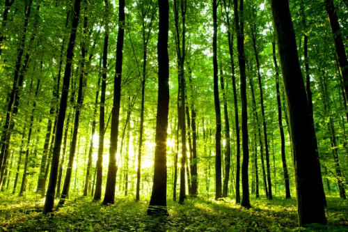 Kaip miškas tampa investicija?