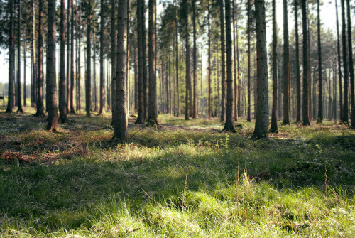 Pertvarkos miškų urėdijose – kas laukia mūsų miškų?