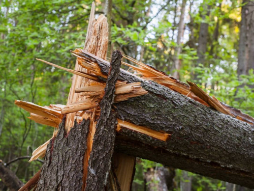 Medžių liemenų kenkėjas apniko egles – miškininkai gelbės spygliuočių medynus